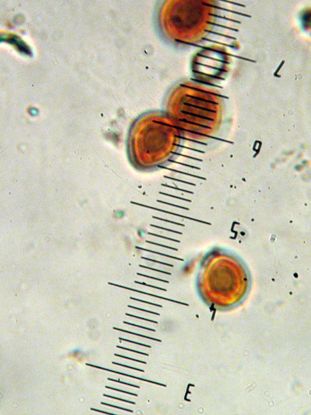 Perenniporia fraxinea (Bull)Ryvarden